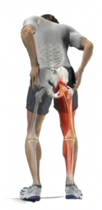 Physiotherapy For Sciatica in Cranbourne North | Advance Physio Clinic